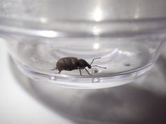 Otiorhynchus rugosostriatus