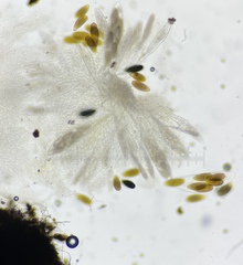 Podospora gigantea