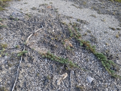 Juniperus horizontalis