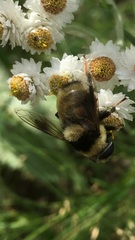 Eristalis flavipes