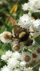 Eristalis flavipes