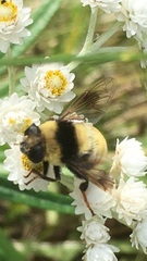Eristalis flavipes