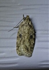 Agonopterix canadensis