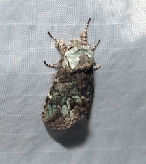 Macrurocampa marthesia