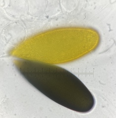 Podospora gigantea