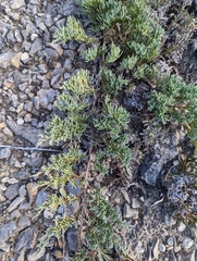 Juniperus horizontalis