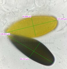 Podospora gigantea