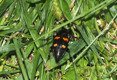 Nicrophorus orbicollis