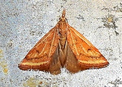 Microtheoris ophionalis