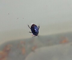 Pangaeus bilineatus