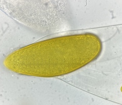 Podospora gigantea