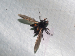 Nicrophorus orbicollis
