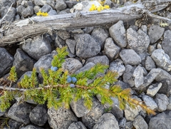 Juniperus horizontalis