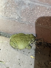 Incilius alvarius