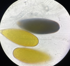 Podospora gigantea