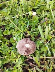 Stropharia coronilla