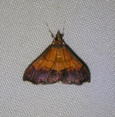Pyrausta bicoloralis