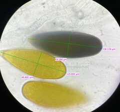 Podospora gigantea
