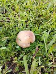 Stropharia coronilla