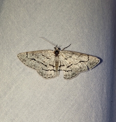 Stenoporpia pulmonaria