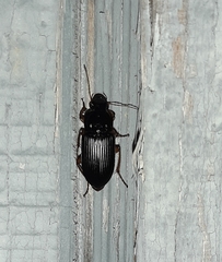 Harpalus