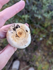 Lactarius pubescens