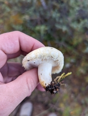 Lactarius pubescens