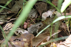 Anaxyrus fowleri