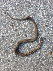 Thamnophis elegans