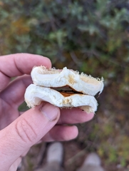 Lactarius pubescens