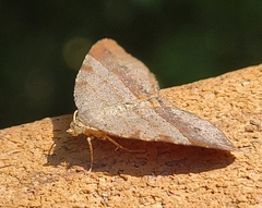 Mellilla xanthometata