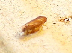 Xestocephalus