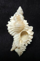Chicoreus florifer