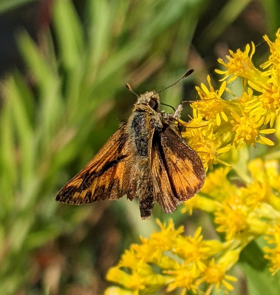 brown and orange skipper butterfly on yellow flower