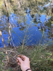 Allocasuarina littoralis