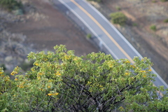 Sophora chrysophylla
