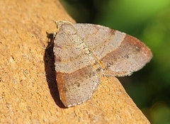 Mellilla xanthometata