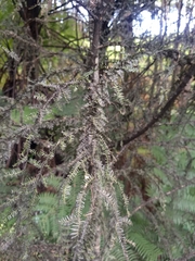 Dacrycarpus dacrydioides