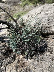 Argyrochosma microphylla
