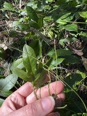 Passiflora pallida