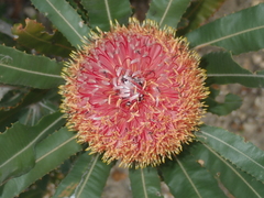 Banksia menziesii