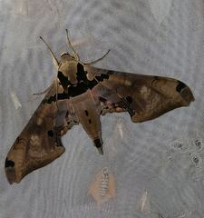 Adhemarius gannascus