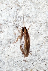 Blattella