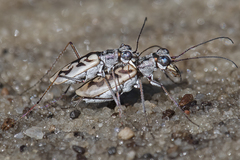Ellipsoptera blanda