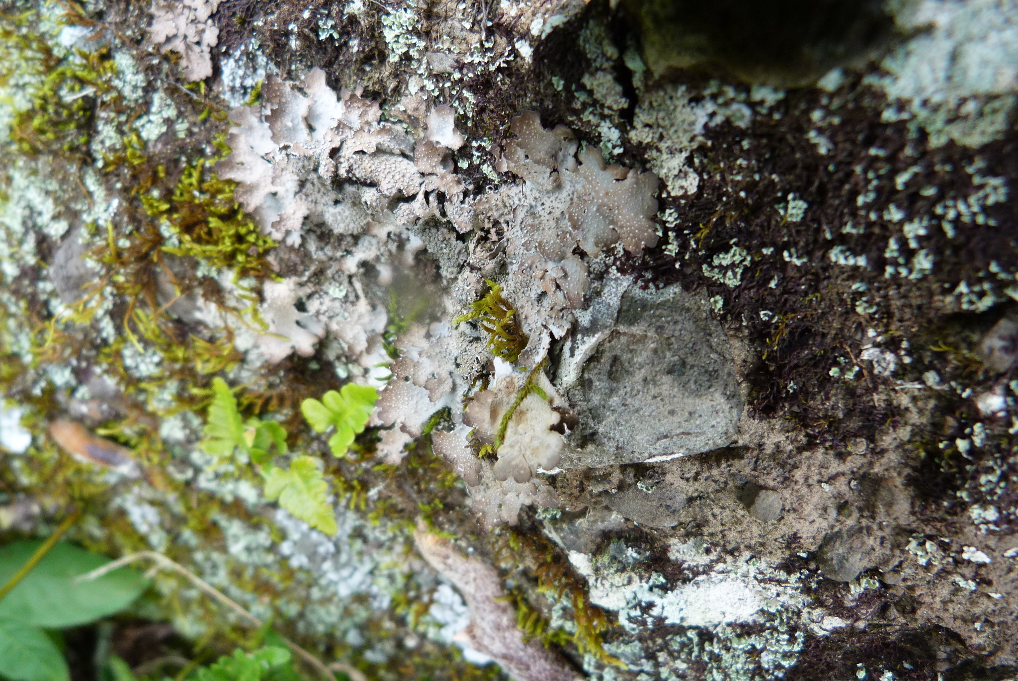 Pseudocyphellaria argyracea image