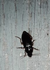 Harpalus