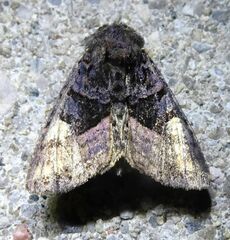 Euplexia benesimilis
