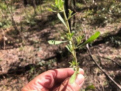 Hibbertia obtusifolia