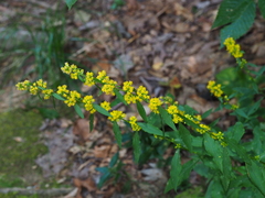 Solidago curtisii