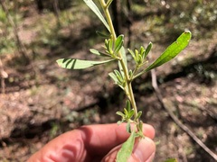 Hibbertia obtusifolia